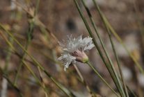 cameli pelemiri bitki literaturune kazandirildi