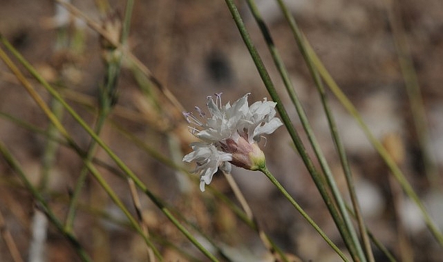 “Çameli pelemiri” bitki literatürüne kazandırıldı 1 cameli pelemiri bitki literaturune kazandirildi