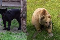 juliet ve yumuk da artik izmirli oldu