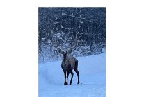 karla kapli kuzuyaylada kizil geyik goruntulendi