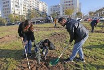karsiyakada zeytin fidanlari toprakla bulustu